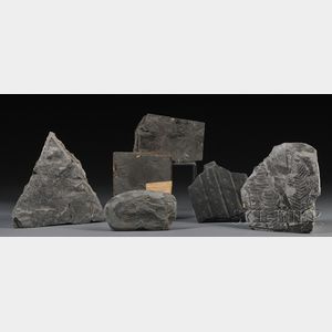 Six Fossil Samples on Slate