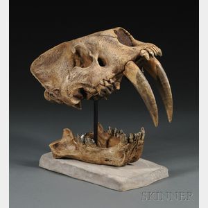 Reproduction Smilodon Skull