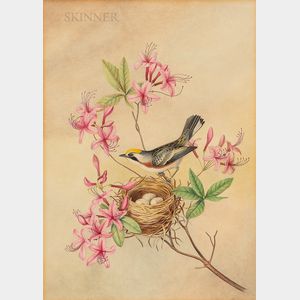 Isaac Sprague (American, 1811-1895) Bird and Nest