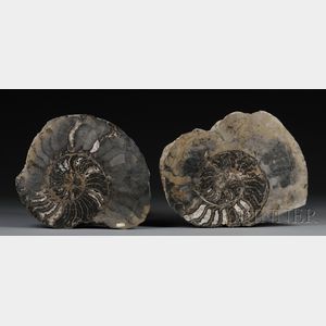 Two Ammonites