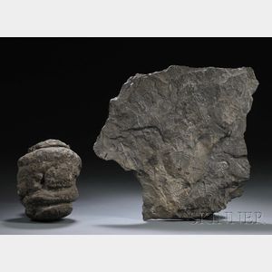 Trilobite and Sequoia Pinecone