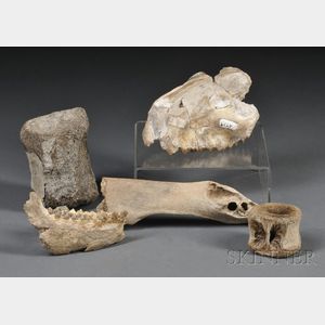 Collection of Bone Fossils