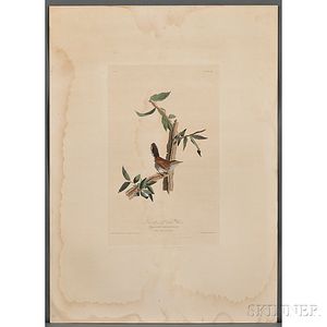 Audubon, John James (1785-1851) Bewick's Long-tailed Wren, Plate 18.