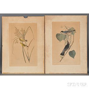 Audubon, John James (1785-1851) Prairie Warbler. Plate 3 [and] Tyrant Flycatcher. Plate 79.
