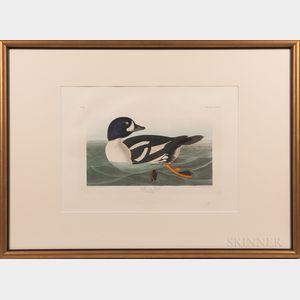 Audubon, John James (1785-1851) Golden-eye Duck , Plate CCCCIII.
