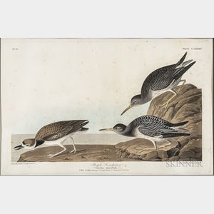 Audubon, John James (1785-1851) Purple Sandpiper , Plate CCLXXXIV.