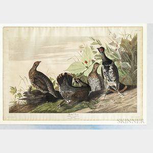 Audubon, John James (1785-1851) Spotted Grouse , Plate CLXXVI.