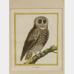 Two French Ornithological Paintings