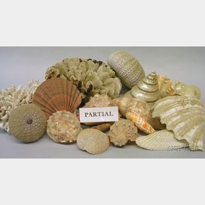 Large Group of Decorative Shells.