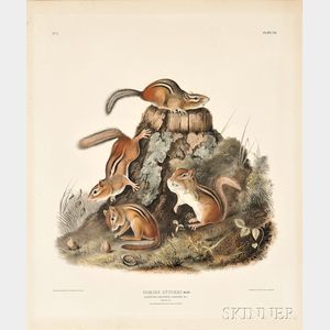 Audubon, John James (1785-1851) Chipping Squirrel, Plate VIII.