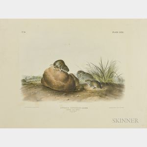 Audubon, John James (1785-1851) Lecontes Pine Mouse , Plate LXXX