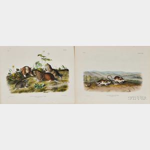 Audubon, John James (1785-1851) Pouched Jerboa Mouse [and] Canada Pouched Rat, Plate CXXX