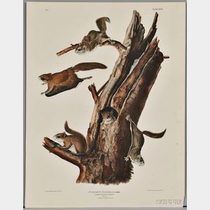 Audubon, John James (1785-1851) Common Flying Squirrel, Plate XXVIII.