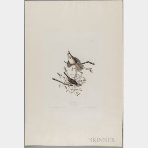 Audubon, John James (1785-1851) Song Sparrow , Plate 25.