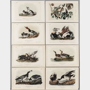 Audubon, John James (1785-1851) Seven Octavo Plates from The Birds of America , Second Edition.