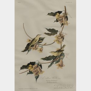 Audubon, John James (1785-1851) Rathbone's Warbler, Males , Plate 65.