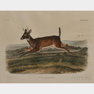 Audubon, John James (1785-1851) Cervus Leucurus, Long Tailed Deer , Plate CXVIII.