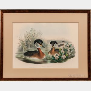 Gould, John (1804-1881) and Henry Constantine Richter (1821-1902) Two Grebe Prints: Podiceps Rubricollis and Podiceps Nigricollis.