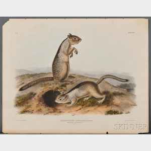 Audubon, John James (1785-1851) Douglasses Spermophile , Plate XLIX.