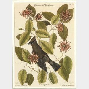 Mark Catesby (British, 1679-1749) Lot of Four Ornithological Prints, from The Natural History of Carolina.