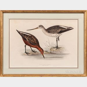 Gould, John (1804-1881) and Elizabeth Gould (1804-1841) Two Prints: Bar-Tailed Godwit and Grey Snipe.