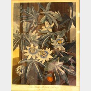 Dr. Thornton Hand-Colored Etching and Aquatint of the Passion Flower