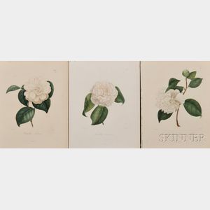 Camellia Prints by Oudet After J.J. Jung, Three Prints.