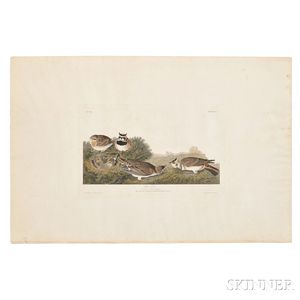 Audubon, John James (1785-1851) Shore Lark, Plate CC.