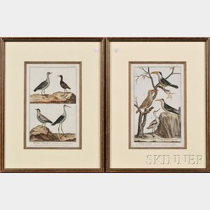 Continental School, 18th Century Lot of Two Framed Ornithological Illustrations from Histoire Naturelle