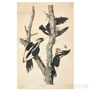 Audubon, John James (1785-1851) Ivory Billed Woodpecker, Plate LXVI.