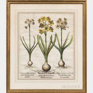 Basilius Besler (German, 1561-1629) Two Botanical Engravings with Hand-coloring: Narcissus Polyanthos Ori