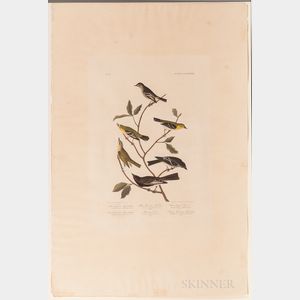 Audubon, John James (1785-1851) Little Tyrant Flycatcher, Small-headed Flycatcher, Blue Mountain Warbler, Bartrams Vireo, Short-legged