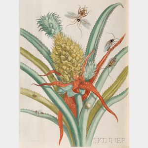 Merian, Maria Sybilla (1647-1717) Histoire Generale des Insectes de Surinam et Toute L'Europe
