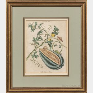Two Late 18th Century Botanical Prints: The Water Melon