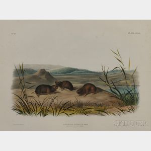 Audubon, John James (1785-1851) Northern Meadow Mouse , Plate CXXIV.