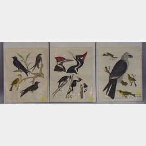 Three Unframed 19th Century Hand-colored Ornithological Engravings