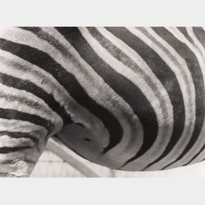 Imogen Cunningham (American, 1883-1976) Zebra