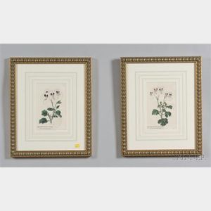 Eight Framed Hand Colored Botanical Book Plate Engravings