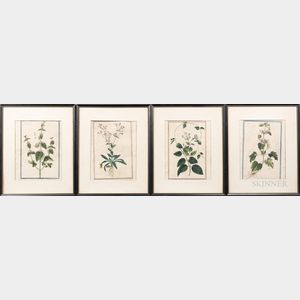 Continental School, 18th/19th Century Four Botanical Prints of Flowering Plants