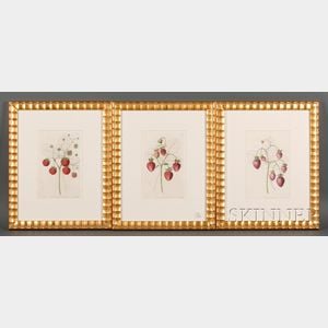 Three Framed Hand-colored Engravings of Strawberries and Raspberries