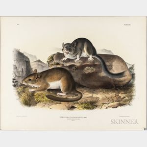 Audubon, John James (1785-1851) Parry's Marmot Squirrel and Rocky Mountain Neotoma. Plates, IX and XXIX.