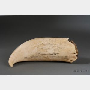 Engraved Sperm Whale's Tooth