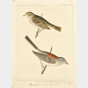 Twenty-three Hand-colored Ornithological Bookplates