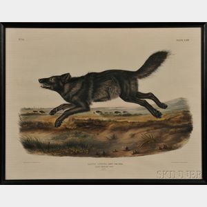 Audubon, John James (1785-1851) Black American Wolf , Plate LXVII.