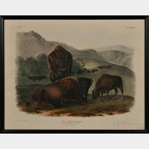 Audubon, John James (1785-1851) Bison , Plate LVII.