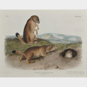 Audubon, John James (1785-1851) Prairie Dog , Plate XCIX.
