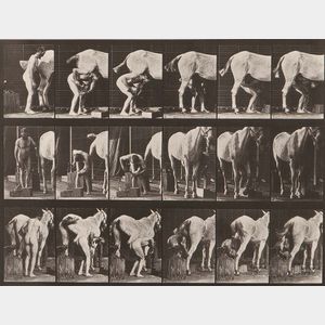 Eadweard Muybridge (British, 1830-1904) Plate 509 (Man Shoeing a Horse)