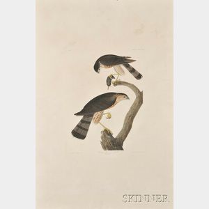 Audubon, John James (1785-1851) Sharp-shinned Hawk , Plate CCCLXXIV.