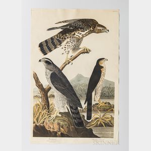 Audubon, John James (1785-1851) Goshawk, Stanley Hawk , Plate CXLI.
