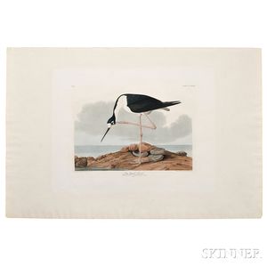 Audubon, John James (1785-1851) Long-legged Avocet, Plate CCCXXVIII.
